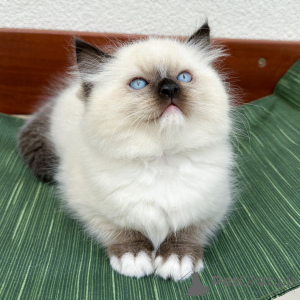 Photo №3. Chatons Ragdoll à vendre Des compagnons Ragdoll moelleux et hypoallergéniques. Danemark