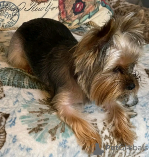 Photo №2 de l'annonce № 126836 de la vente yorkshire terrier - acheter à France éleveur