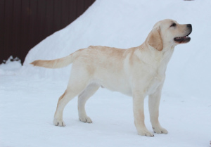 Photo №2 de l'annonce № 1758 de la vente labrador retriever - acheter à Fédération de Russie de la fourrière