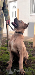 Photo №2 de l'annonce № 132596 de la vente cane corso - acheter à Serbie éleveur