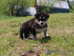 Photo №3. Malamutes d'Alaska mâles et femelles super mignons et adorables à vendre. Allemagne