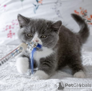 Photo №2 de l'annonce № 101743 de la vente british shorthair - acheter à Allemagne annonce privée, éleveur