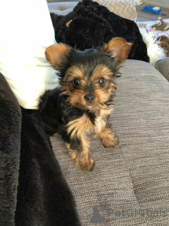 Photo №1. yorkshire terrier - à vendre en ville de Berchtesgaden | 200€ | Annonce №132385