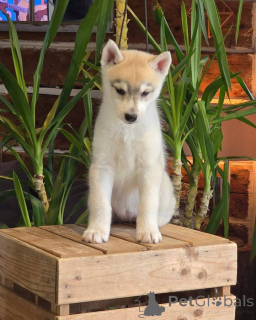 Photo №2 de l'annonce № 145313 de la vente husky de sibérie - acheter à Espagne annonce privée, éleveur