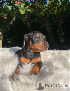 Photo №3. Chiots Doberman à adopter.. La finlande