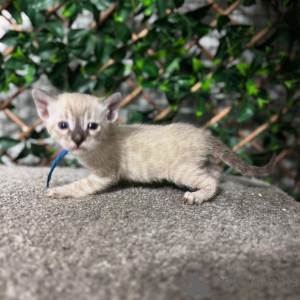 Photo №3. Bengal Kittens Exotic Élégance rencontre le plaisir familial. Suisse