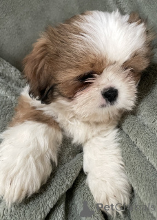 Photo №2 de l'annonce № 163982 de la vente shih tzu - acheter à USA annonce privée
