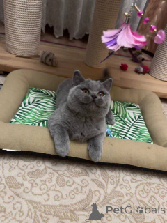 Photo №4. Je vais vendre british shorthair en ville de Bochum. éleveur - prix - négocié