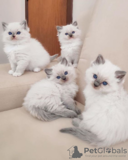 Photo №1. ragdoll - à vendre en ville de Никосия | 237€ | Annonce № 124576