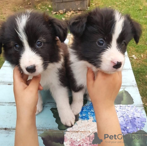 Photo №1. border collie - à vendre en ville de Berlin | négocié | Annonce №119707