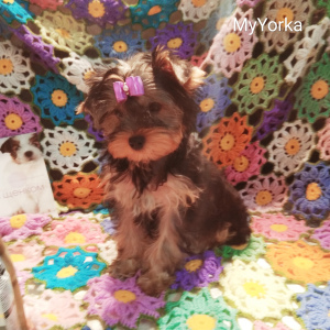 Photos supplémentaires: Chiots de club se reproduisent Yorkshire Terrier