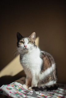 Photo №1.  - à vendre en ville de Khimki | Gratuit | Annonce № 159179