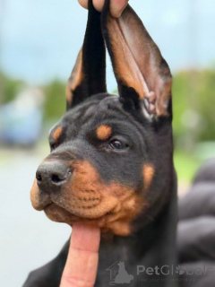 Photo №1. dobermann - à vendre en ville de Bachka-palanka | négocié | Annonce №161448