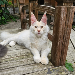 Photo №2 de l'annonce № 156995 de la vente maine coon - acheter à Suède annonce privée