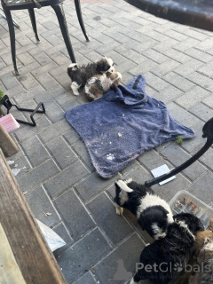Photo №1. shih tzu - à vendre en ville de Athènes | 291€ | Annonce №174591