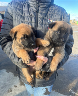 Photo №1. berger belge - à vendre en ville de Albany | négocié | Annonce №160439