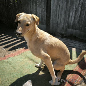 Photo №3. Pas comme tout le monde! Chien nommé Karamel.. Fédération de Russie