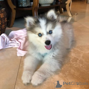 Photo №3. Chiots Pomsky. Estonie