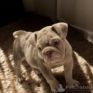 Photo №1. bulldog anglais - à vendre en ville de Passau | 400€ | Annonce №130495