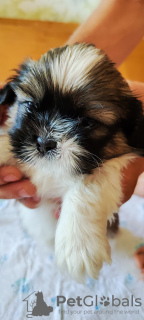 Photo №3. Vendre Tsutsenya Shih Tzu. Ukraine