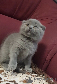 Photo №3. Superbes chatons Scottish Fold de race GCCF. République Tchèque