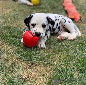 Photo №1. dalmatien - à vendre en ville de Oregon | 379€ | Annonce №115490