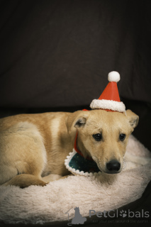 Photo №2 de l'annonce № 135444 de la vente chien bâtard - acheter à Fédération de Russie annonce privée