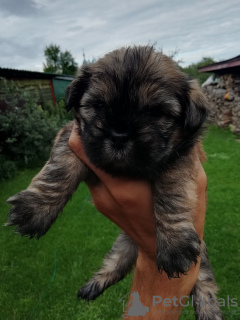 Photo №4. Je vais vendre shih tzu en ville de Зарасай. annonce privée, de la fourrière, éleveur - prix - 450€