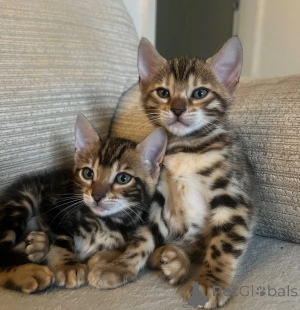 Photo №1. bengal - à vendre en ville de Oberhaching | 350€ | Annonce № 174769