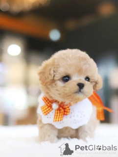 Photo №4. Je vais vendre caniche royale en ville de Abu Dhabi. éleveur - prix - négocié