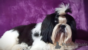 Photos supplémentaires: Shih tzu