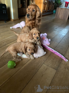 Photo №4. Je vais vendre cocker spaniel anglais en ville de Бреда. annonce privée - prix - 350€