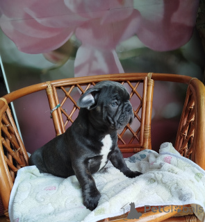 Photo №4. Je vais vendre bouledogue en ville de Minsk. annonce privée - prix - 625€