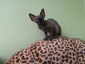 Photo №1. sphynx - à vendre en ville de Tomsk | Négocié | Annonce № 3016