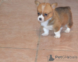 Photo №2 de l'annonce № 44886 de la vente welsh corgi - acheter à Lituanie annonce privée