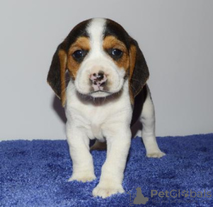 Photo №1. beagle - à vendre en ville de Paris | négocié | Annonce №76030