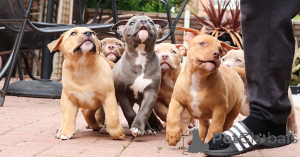 Photo №1. bouledogue américain - à vendre en ville de Dalarö | 850€ | Annonce №168182