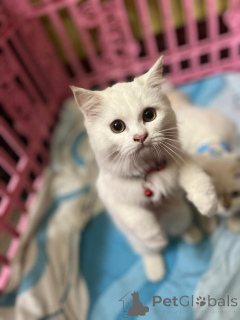 Photo №1. persan - à vendre en ville de Berlin | 550€ | Annonce № 163092