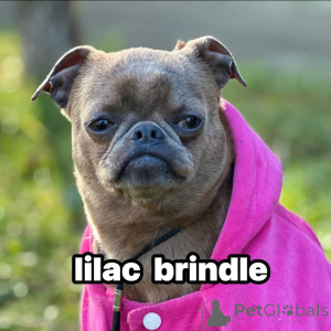 Photo №2 de l'annonce № 138674 de la vente chien à loutre - acheter à Serbie 