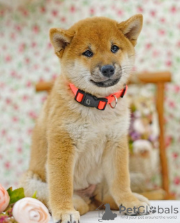 Photos supplémentaires: Shiba Inu. Chiots