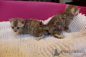 Photos supplémentaires: Chats du Bengale vaccinés à adopter maintenant dans de nouveaux foyers