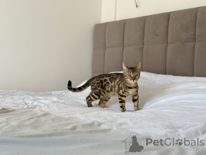 Photo №4. Je vais vendre bengal en ville de Kansas City. annonce privée, de la fourrière, de l'abri, éleveur - prix - négocié