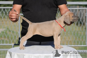 Photo №4. Je vais vendre cane corso en ville de Belgrade. éleveur - prix - négocié