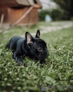 Photo №3. bouledogue français. Allemagne