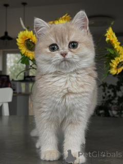 Photo №3. Yeux émeraude étincelants et fourrure blanche soyeuse Rencontrez le chaton. Allemagne