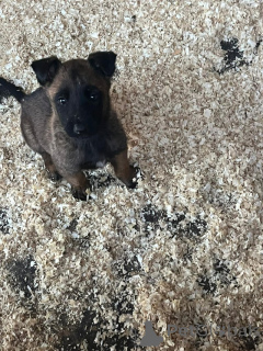 Photo №3. Chiots malinois belges de 9 semaines. Belgique