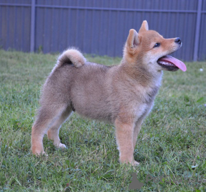 Photo №1. shiba - à vendre en ville de Belgrade | négocié | Annonce №111194