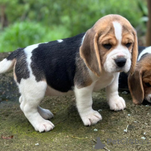 Photos supplémentaires: Beaux chiots beagle à vendre.