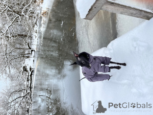 Photo №3. Garçons Levgate avec un pedigree pour le tricot en Biélorussie. Annonce № 137743