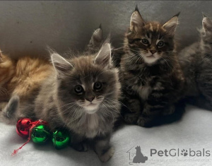 Photo №4. Je vais vendre maine coon en ville de Vienna. éleveur - prix - 120€